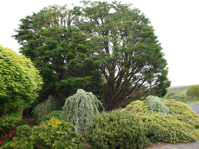 trees