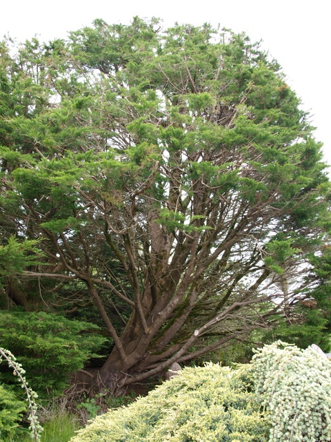 trees